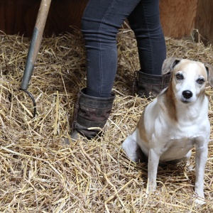 Dieren verzorgen_uitmesten_hond Dieren verzorgen_uitmesten_hond
